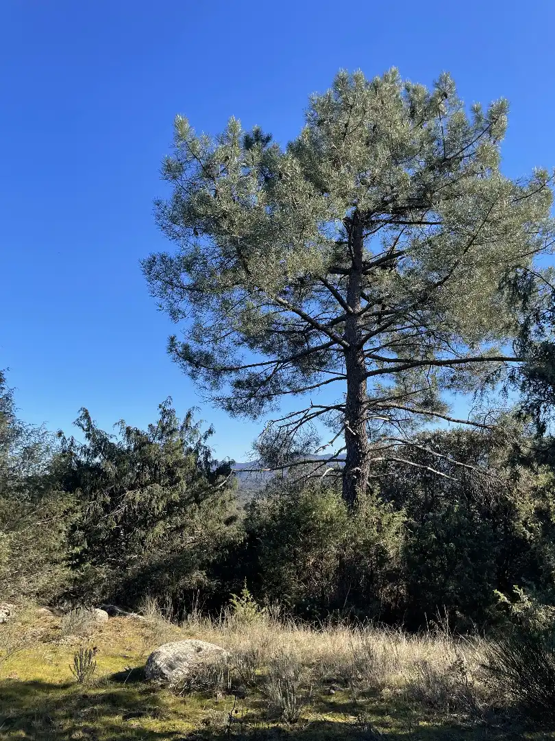 Terreni e lotti in vendita a Fresnedilla, imagen 15