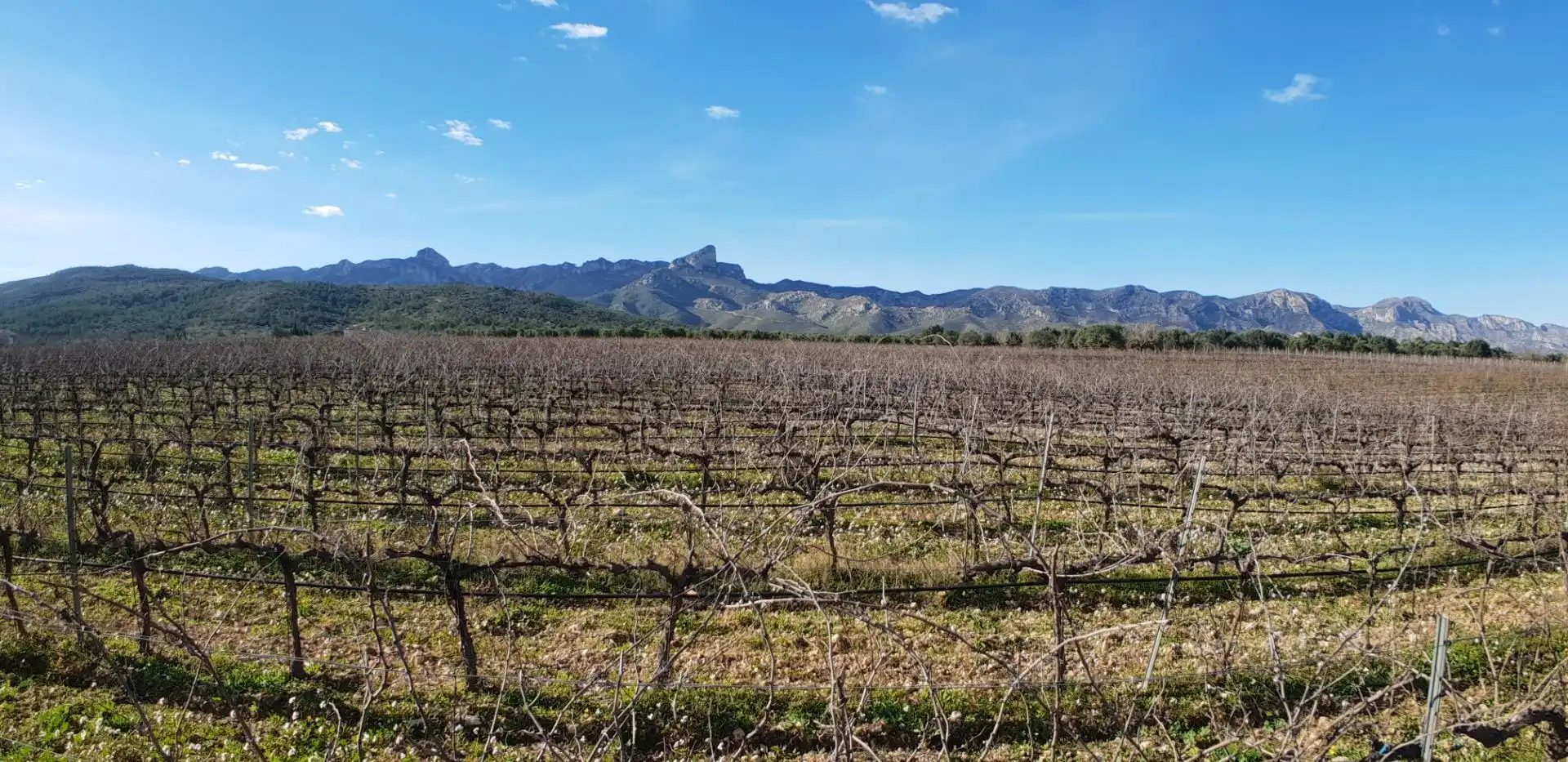 Vista exterior de Finca rústica en venta en El Perelló con Jardín privado, Terraza y Trastero