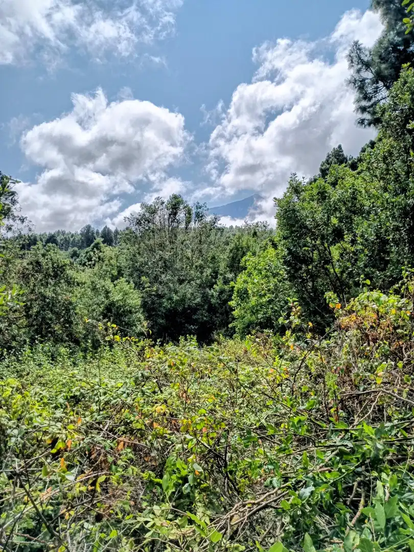 Rural land for sale in La Vega - El Amparo - Cueva del Viento, imagen 6
