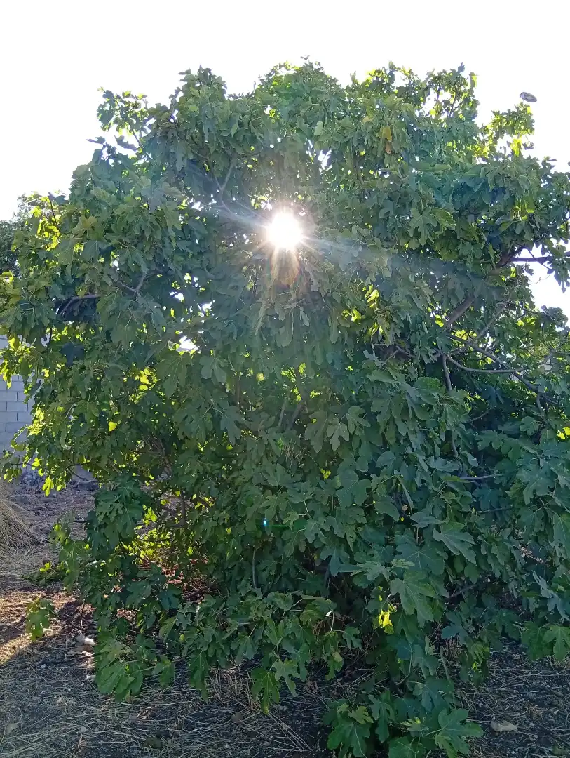 Terreni e lotti in vendita a La Hacienda - Nueva Andalucía, imagen 25