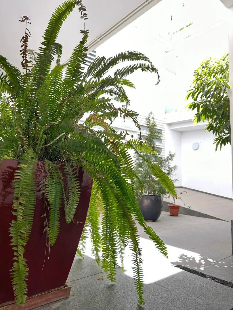 Jardín de Dúplex de alquiler en Sevilla con Aire acondicionado, Calefacción y Parquet