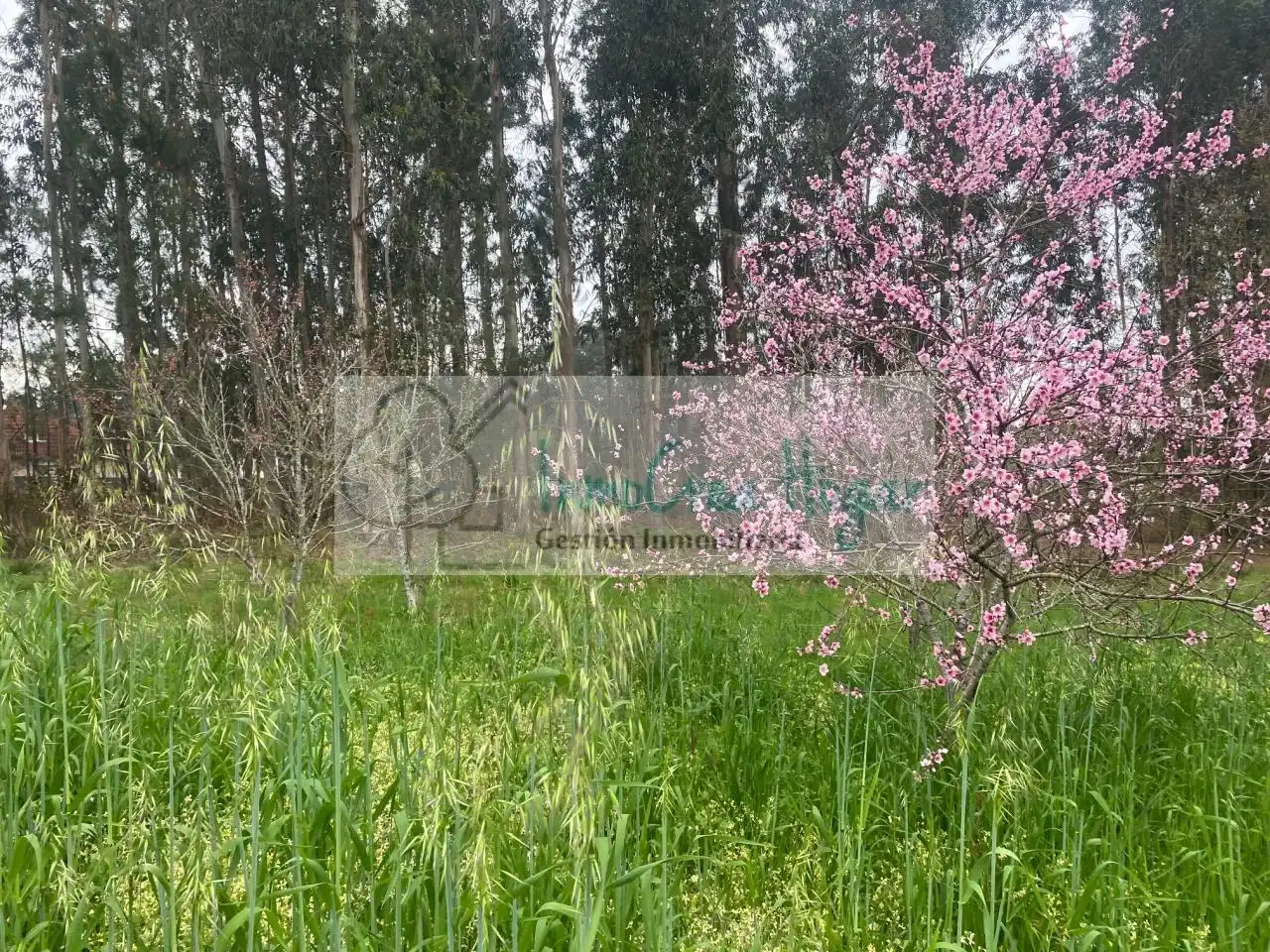 Lands and plots for sale in Salceda de Caselas, imagen 11