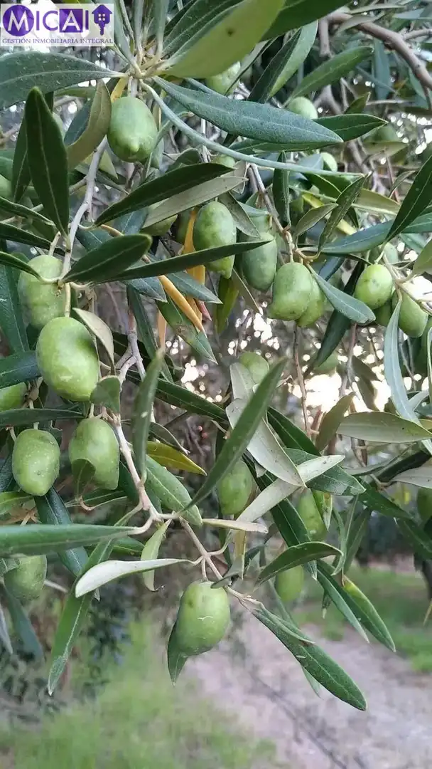 Jardí de Casa o xalet en venda en Puerto Real amb Aire condicionat, Jardí privat i Terrassa