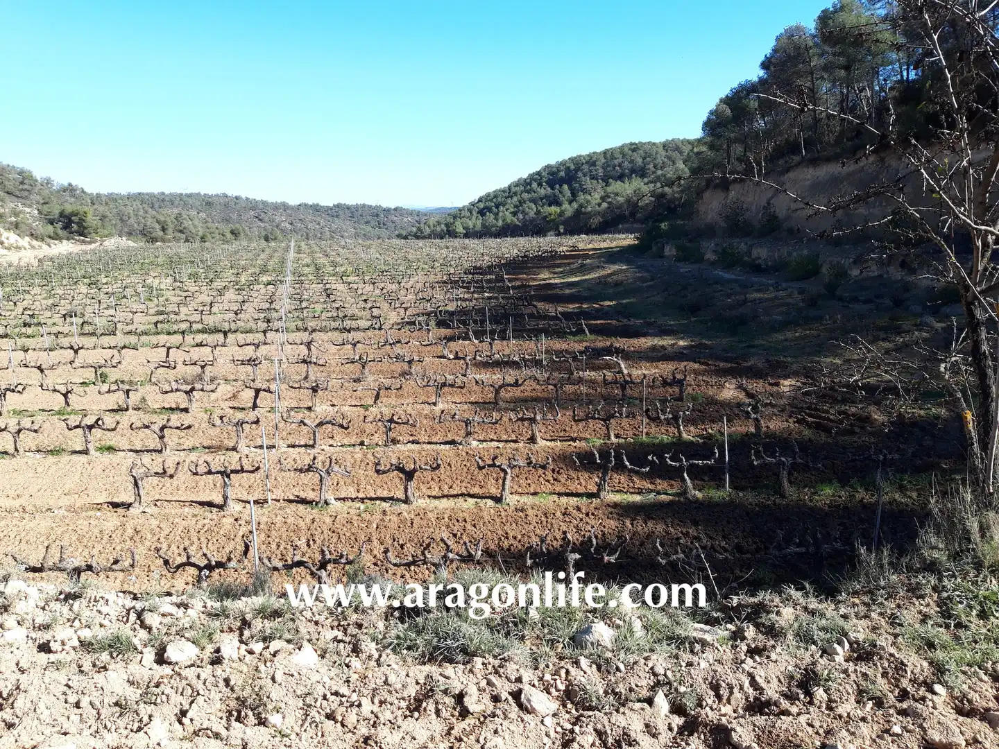 Finca rústica en venta en Nonaspe