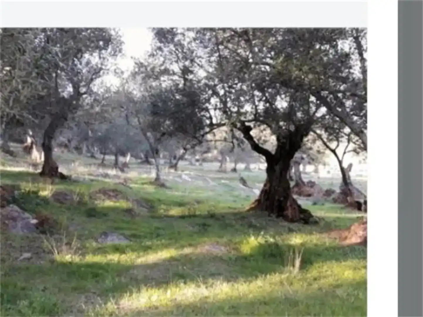 Finca rústica en venda en Higuera la Real