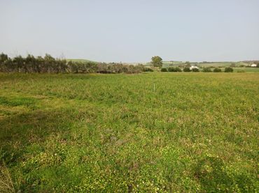 Terreno rustico in vendita a Arcos de la Frontera
