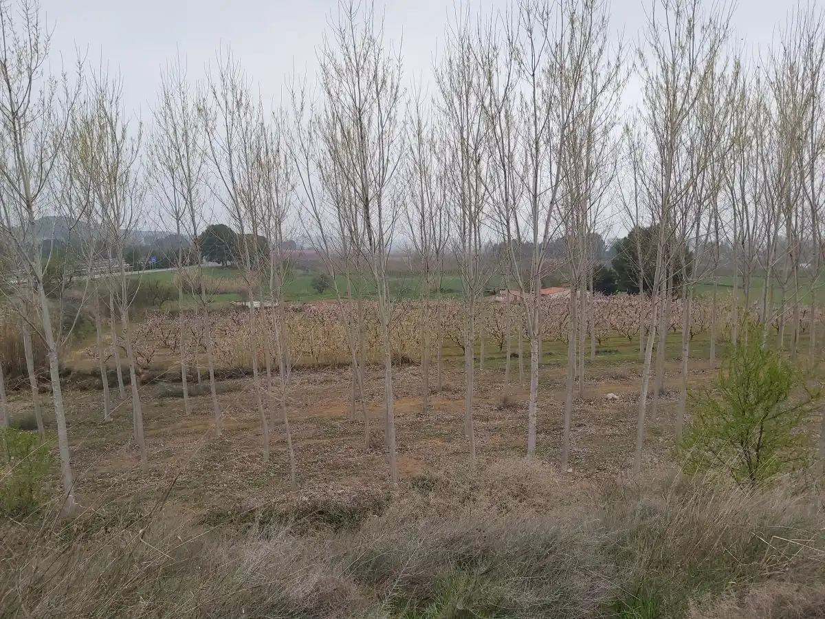 Rural land for sale in Puigverd de Lleida, imagen 2