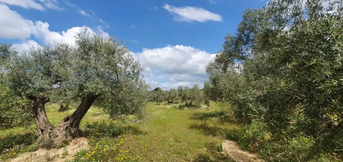 Country homes for sale in Bailén, Jaén