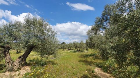 Foto 4 de Finca rústica en venta en Arroyo Levante, Bailén, Jaén