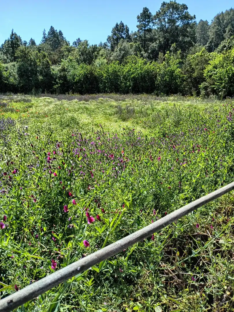 Finca rústica en venta en Garachico