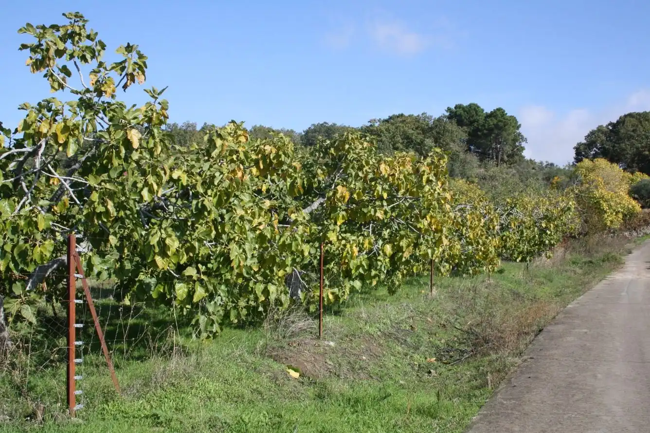 Jardín de Finca rústica en venta en Torremenga con Jardín privado, Terraza y Amueblado