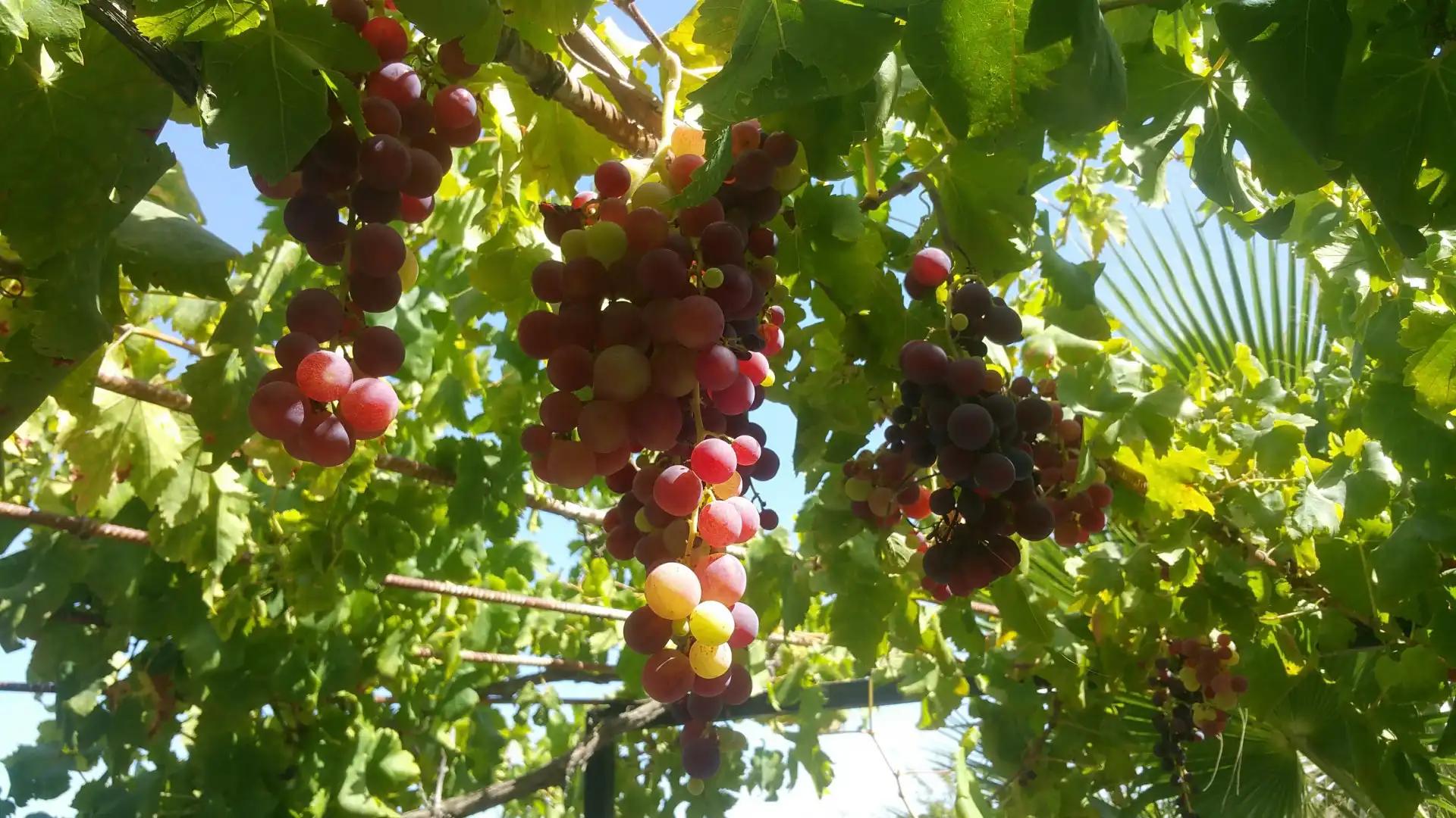 Jardí de Casa o xalet en venda en Alhaurín de la Torre amb Jardí privat, Terrassa i Piscina