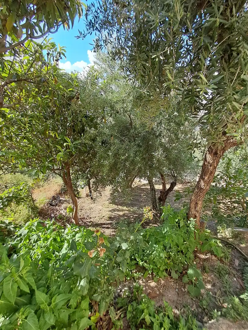 Casa o chalet en venta en Alcolea