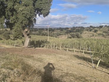 Terreno rústico en venta en Méntrida