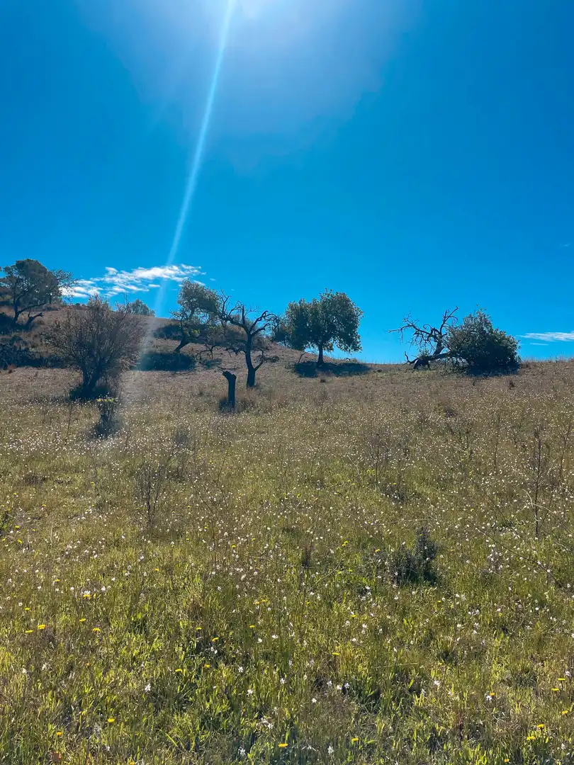 Rural land for sale in Sant Llorenç des Cardassar