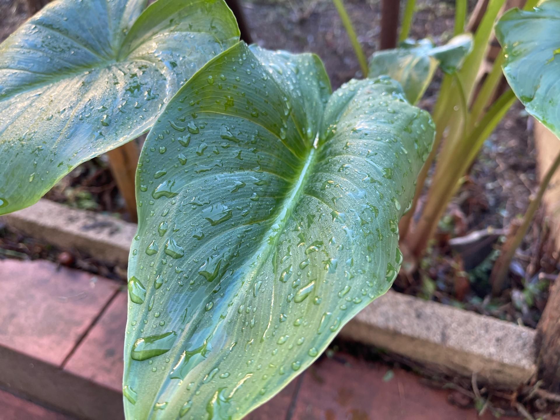 Jardín de Casa o chalet en venta en Cardedeu con Jardín privado