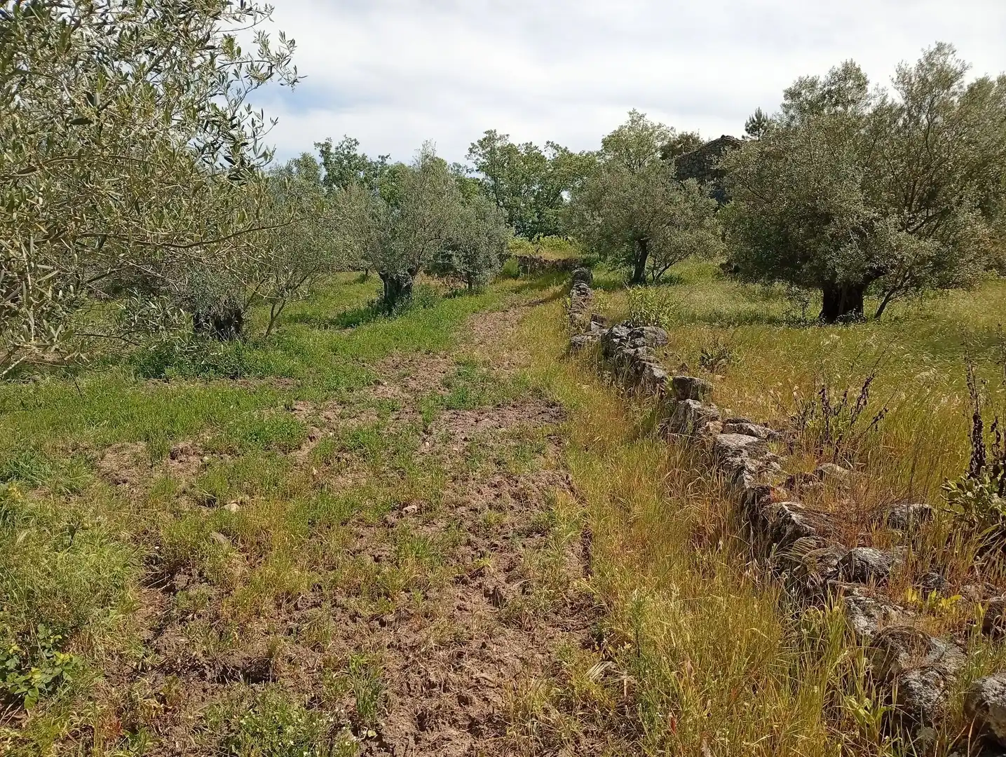 Terreni e lotti in vendita a Villanueva de la Vera, imagen 55