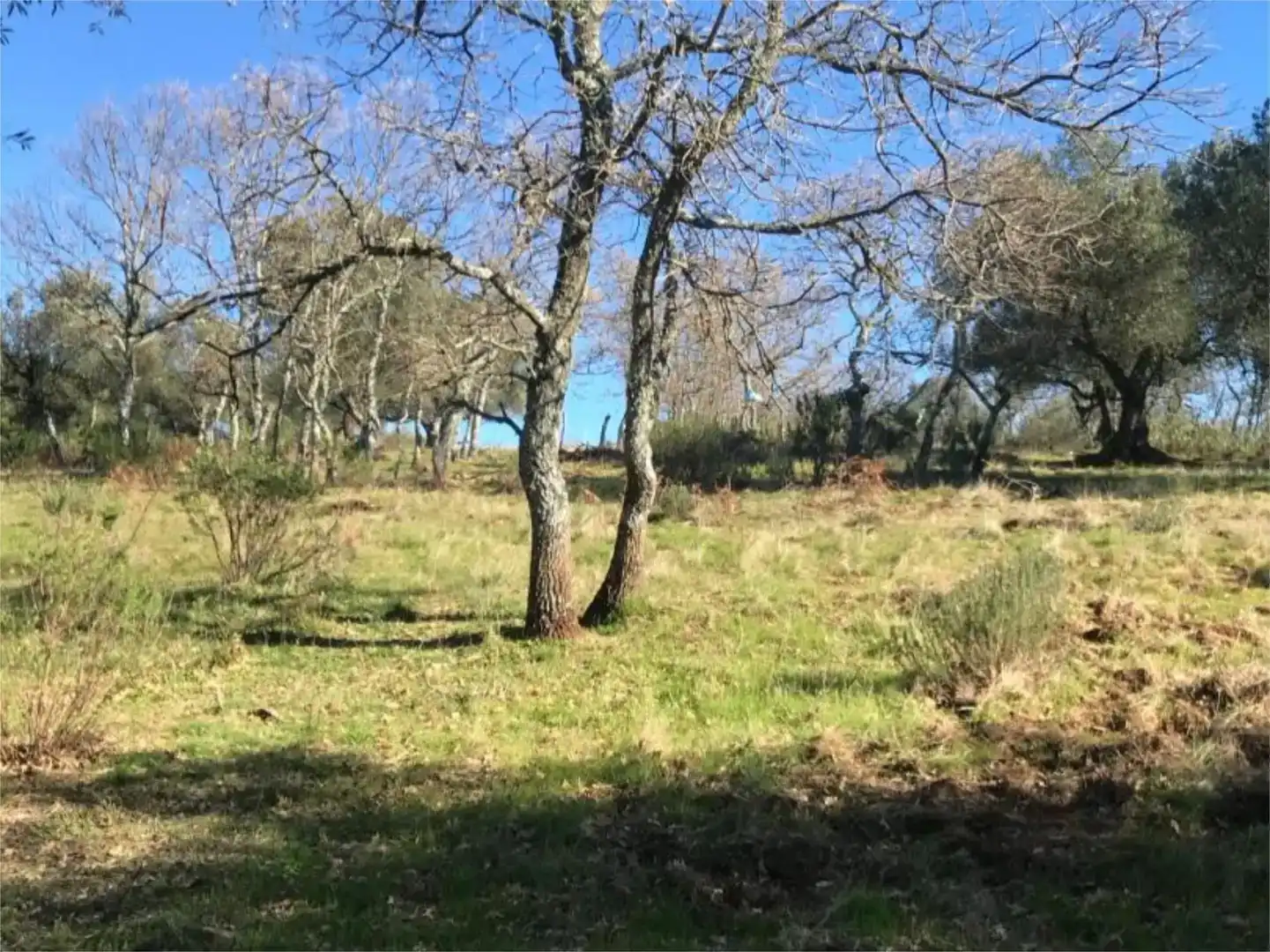 Terreno en venta en Calera de León