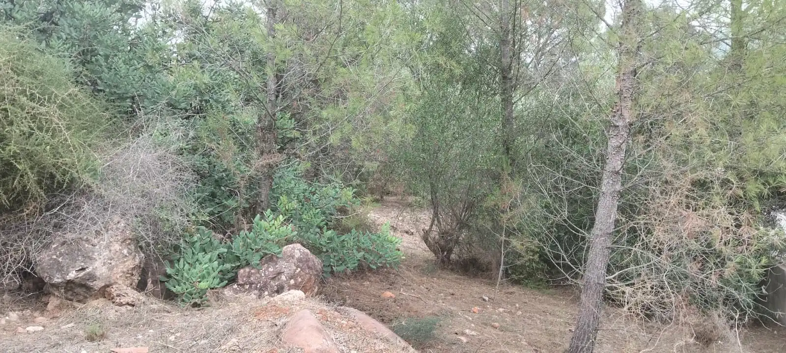 Terreny residencial en venda a Sant Joan de Moró, imagen 6