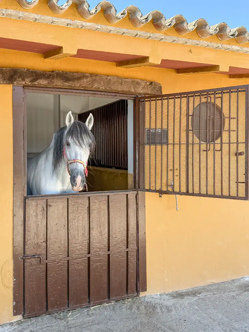 Exterior view of Houses for sale in Morón de la Frontera  with Air Conditioner, Private garden and Swimming Pool