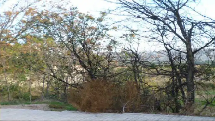 Rural land for sale in C/ Del Pino - Unidad Ejecución Seis de Sobradiel -, imagen 8