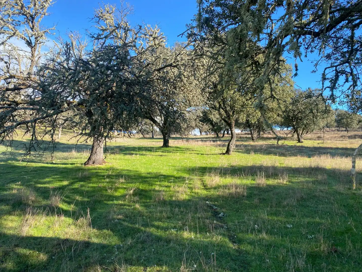 Finca rústica en venta en Buenaventura