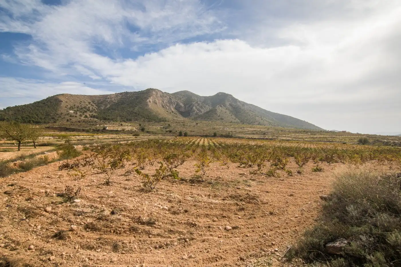 Grundstücke zum Verkauf in Algueña