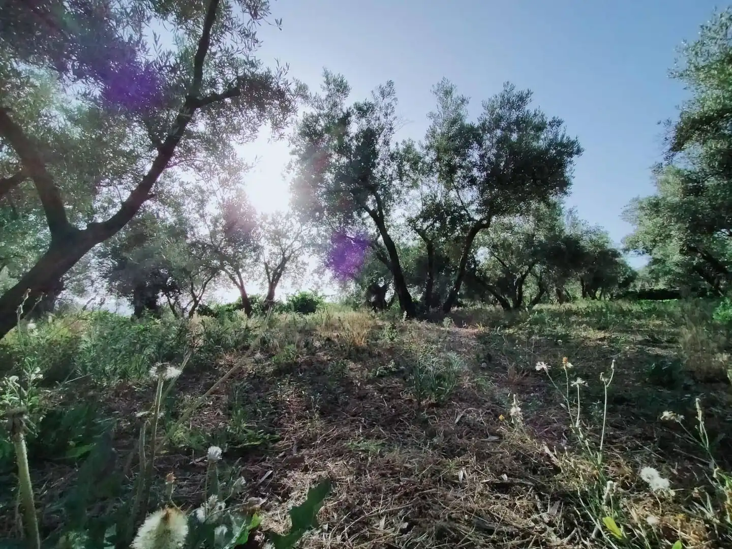 Lands and plots for sale in Nigüelas, imagen 11