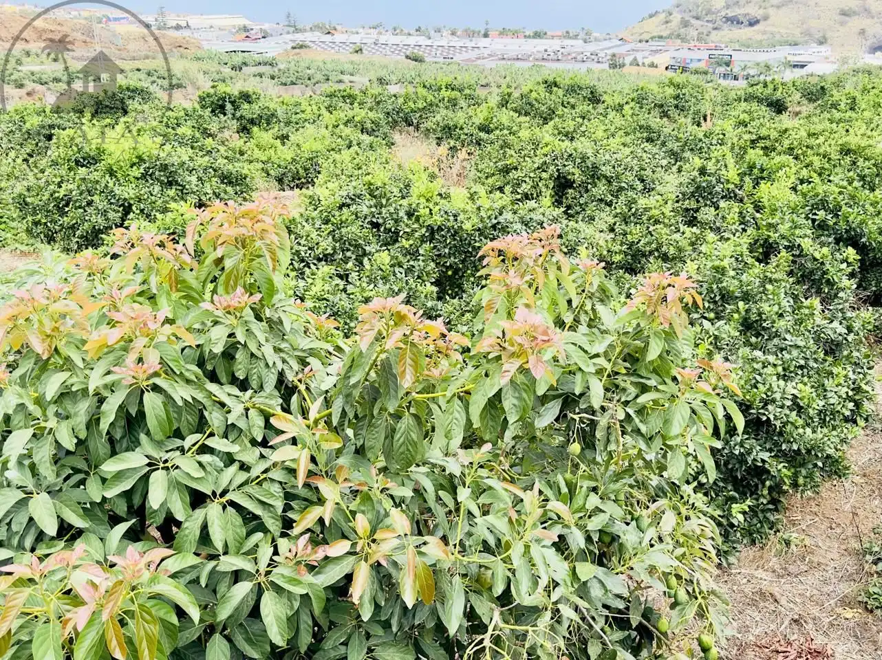 Finca rústica en venta en La Orotava con Jardín privado y Terraza
