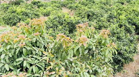 Foto 5 de Finca rústica en venta en La Perdoma - San Antonio - Benijos, La Orotava