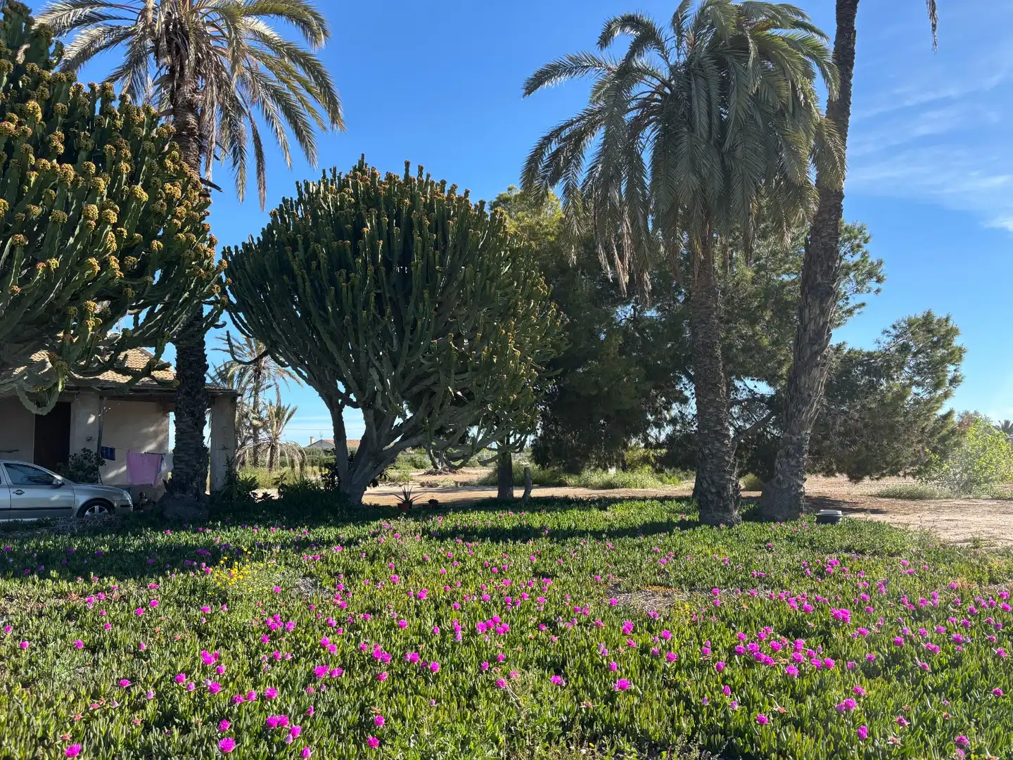 Garden of Houses for sale in Elche / Elx