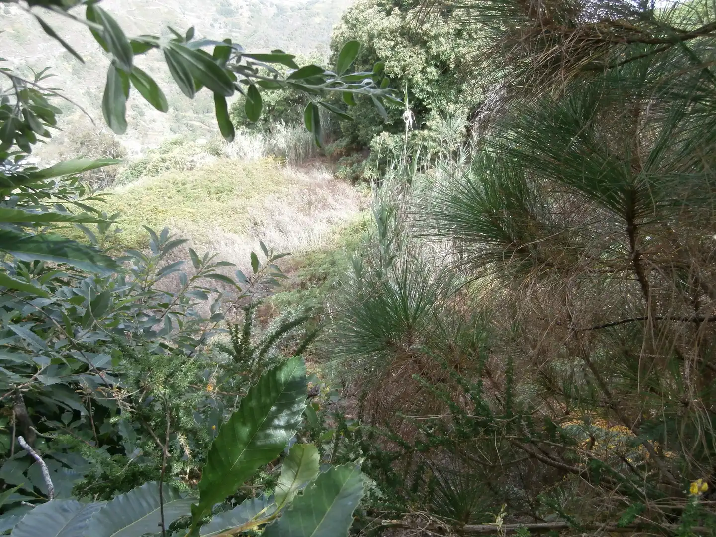 Finca rústica en venta en Camino Lomo el Marco, 41, Moya (Las Palmas)