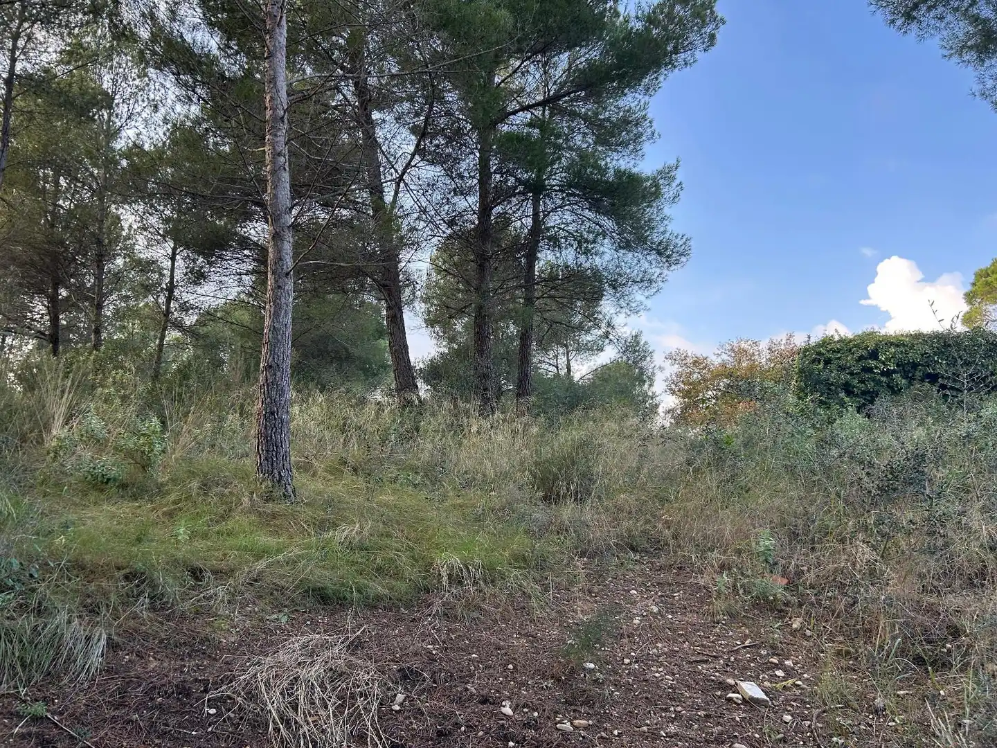 Rustikales Grundstück zum Verkauf in CAN FELIU, imagen 23
