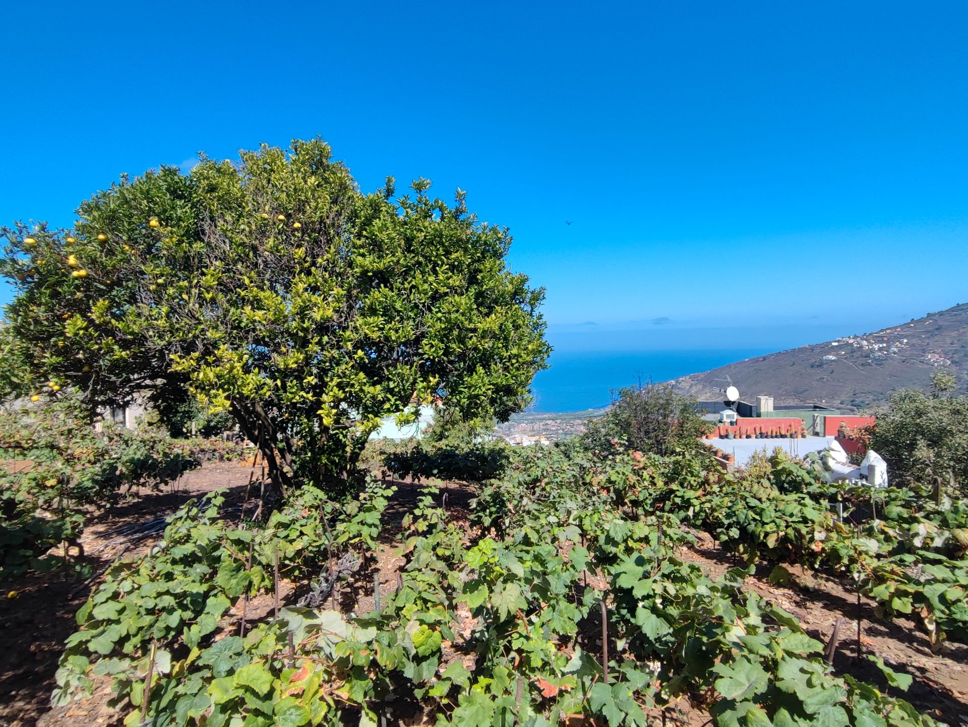Vista exterior de Finca rústica en venda en La Orotava amb Jardí privat, Terrassa i Traster