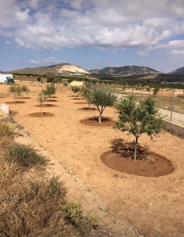 Lands and plots for sale in Pl. de la Villa, imagen 16