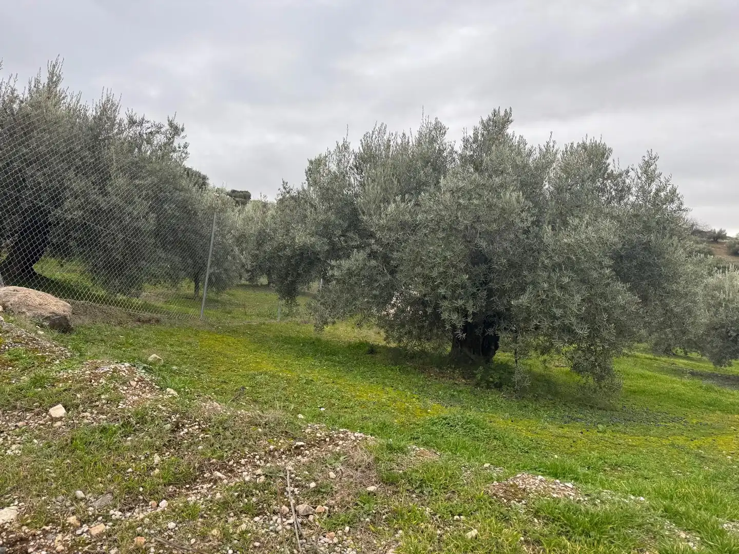Terreni e lotti in vendita a Carretera de la Fuensanta 126C, imagen 2