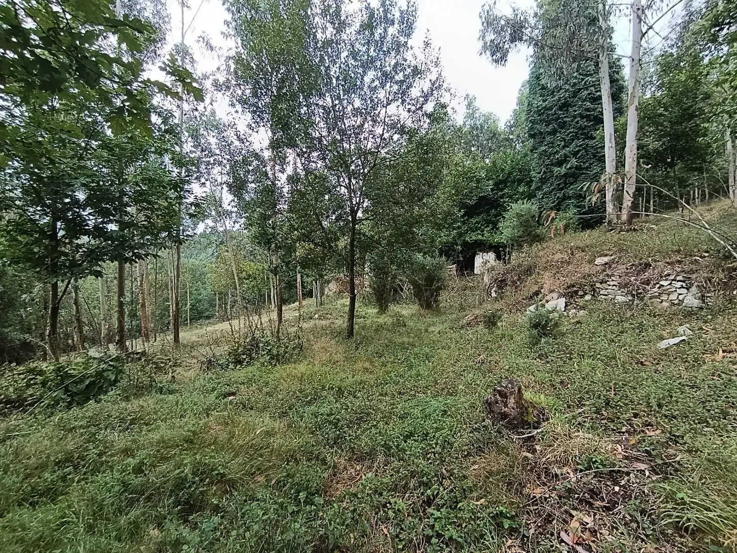Country homes for sale in Pravia