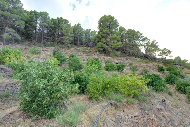 Terreny rústic en venda a El Pinar, imagen 5