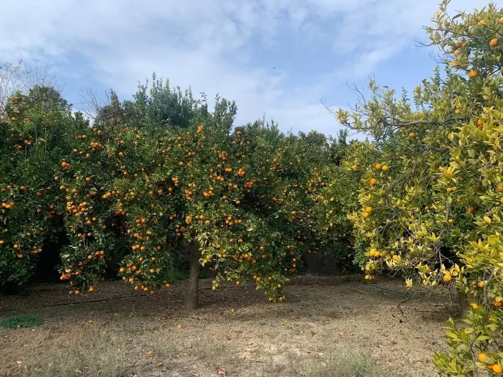Jardín de Finca rústica en venta en Lecrín