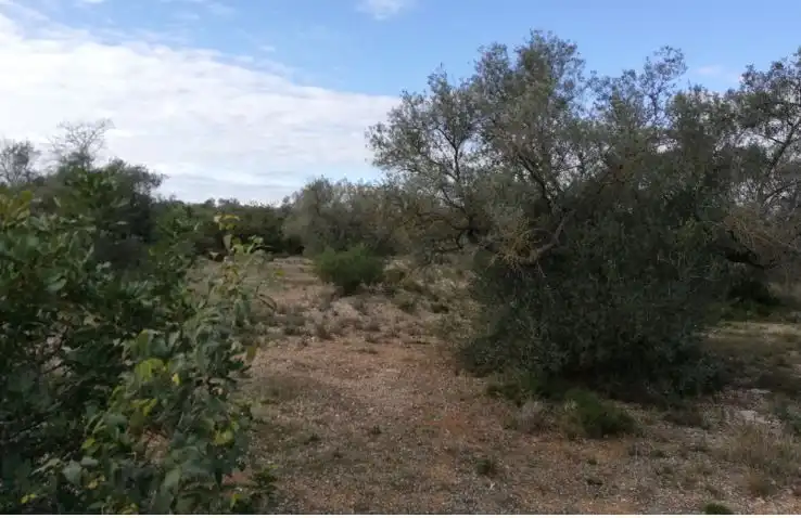 Terreny rústic en venda a Plaça de la Palmera, imagen 3