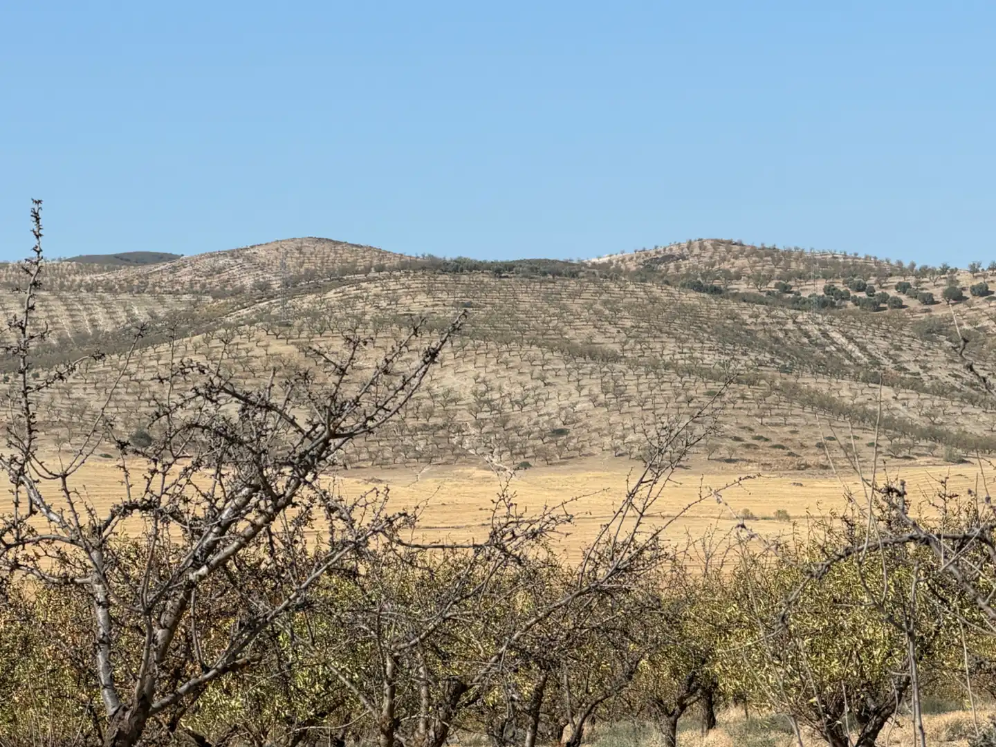 Terreno rustico in vendita a Camino de Alhendín, imagen 2
