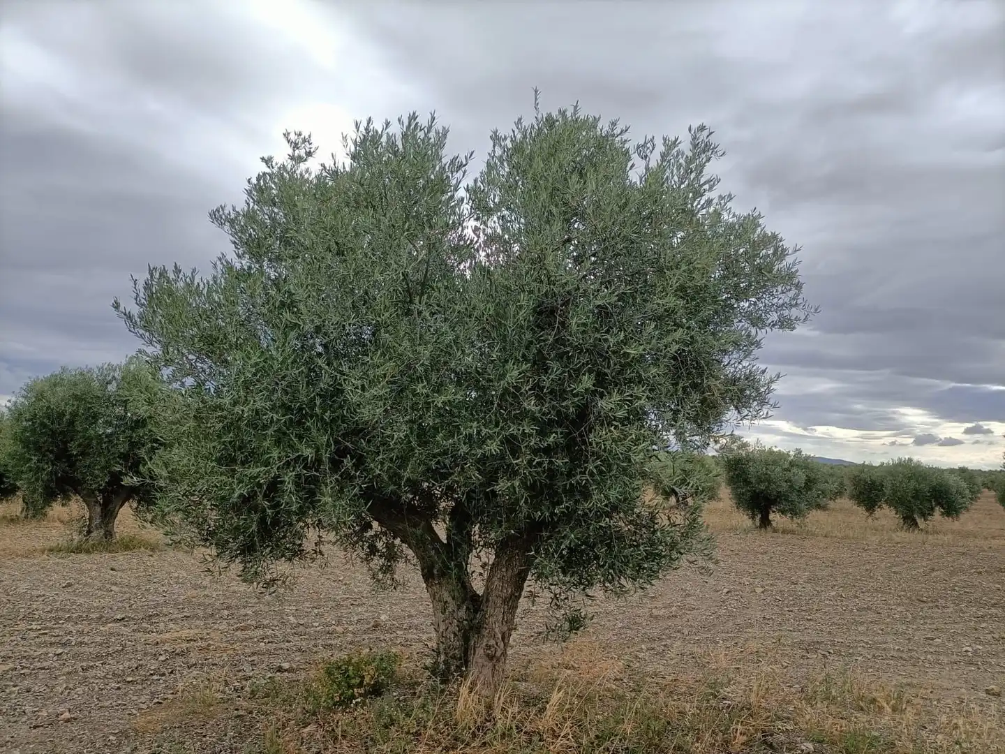 Terreni e lotti in vendita a Villaminaya, imagen 2