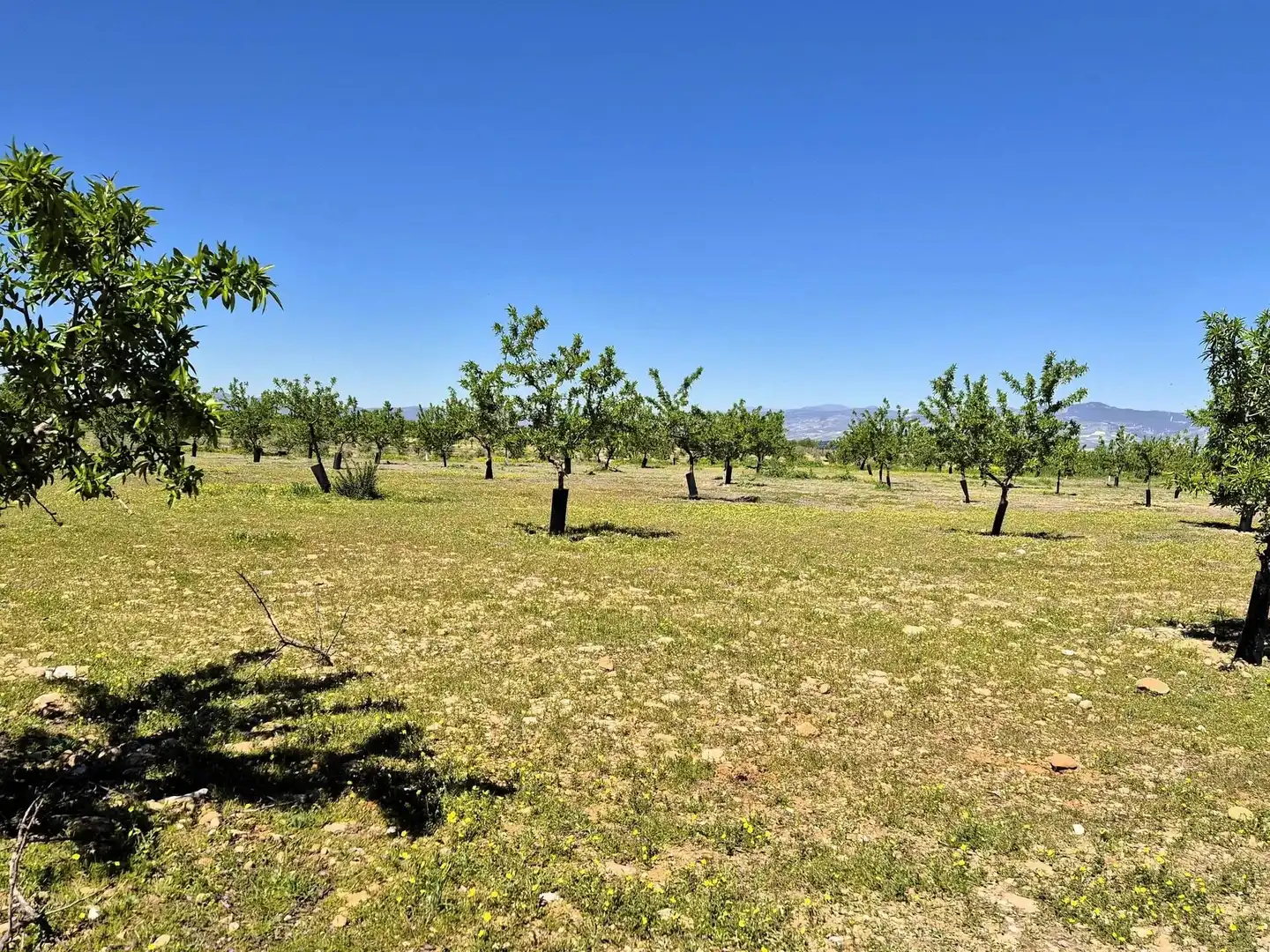 Terreny rústic en venda a Moraleda de Zafayona, imagen 16