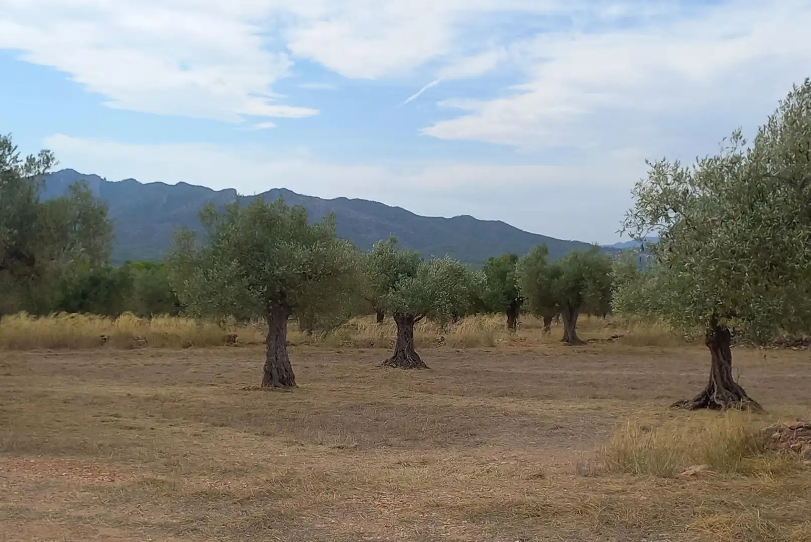 Finca rústica en venta en Tivissa