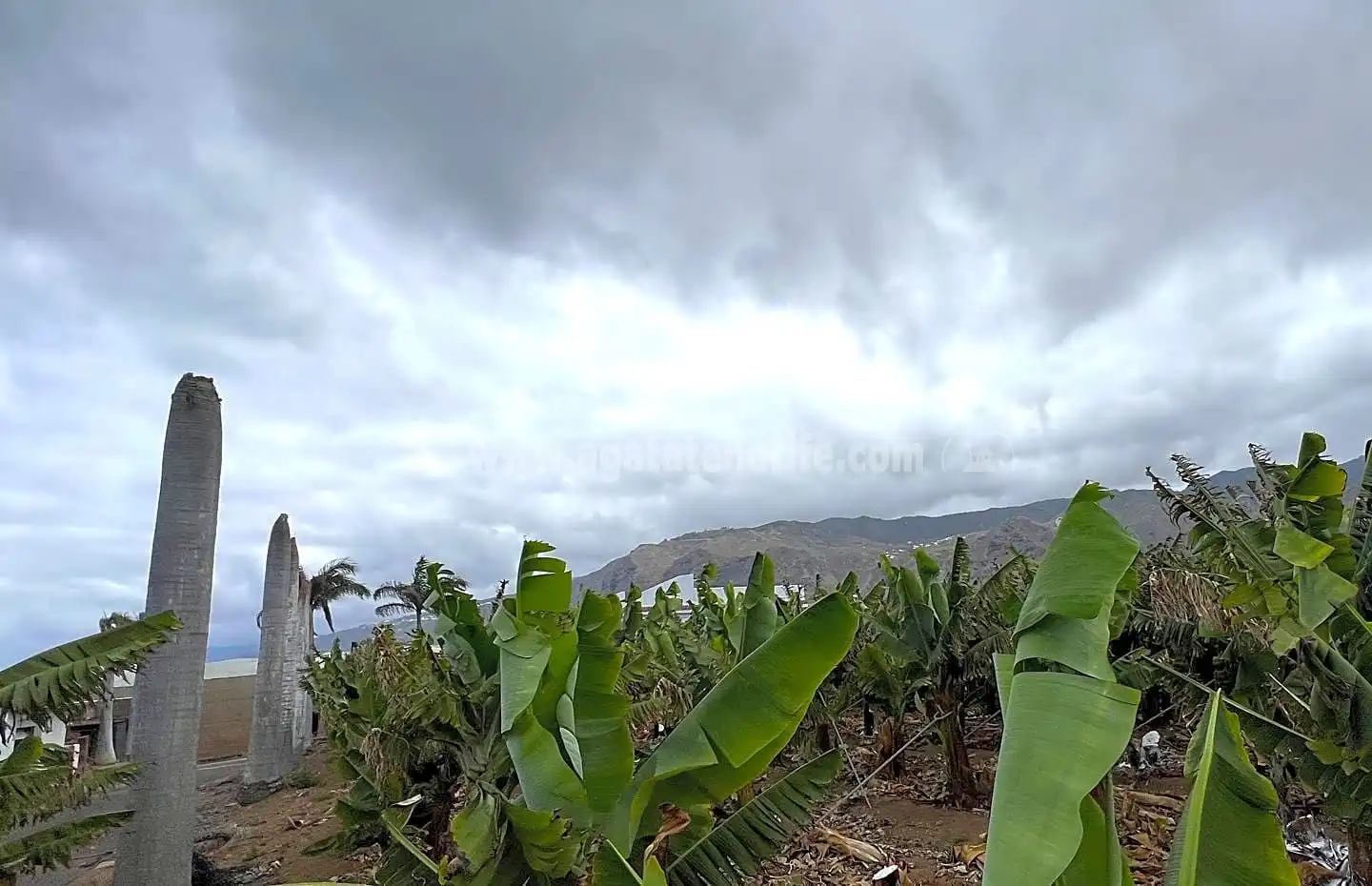 Vista exterior de Finca rústica en venta en Los Silos con Jardín privado y Terraza