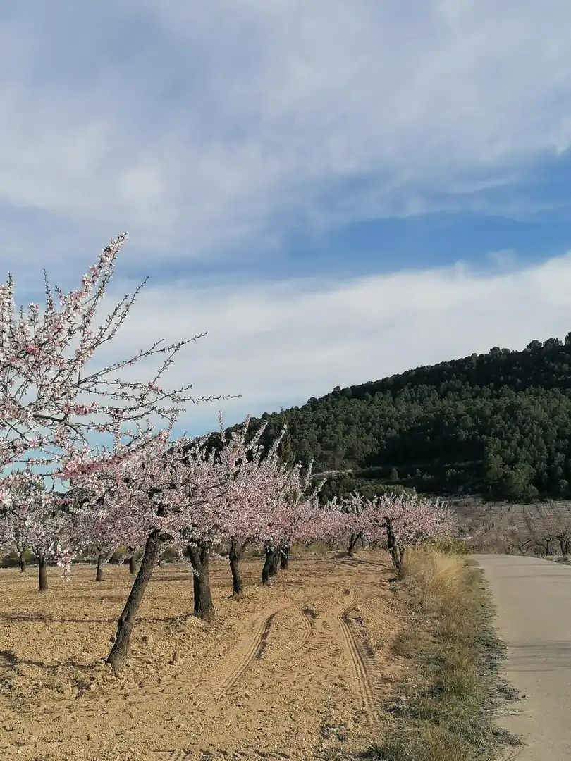 Terreny rústic en venda a Moratalla, imagen 6
