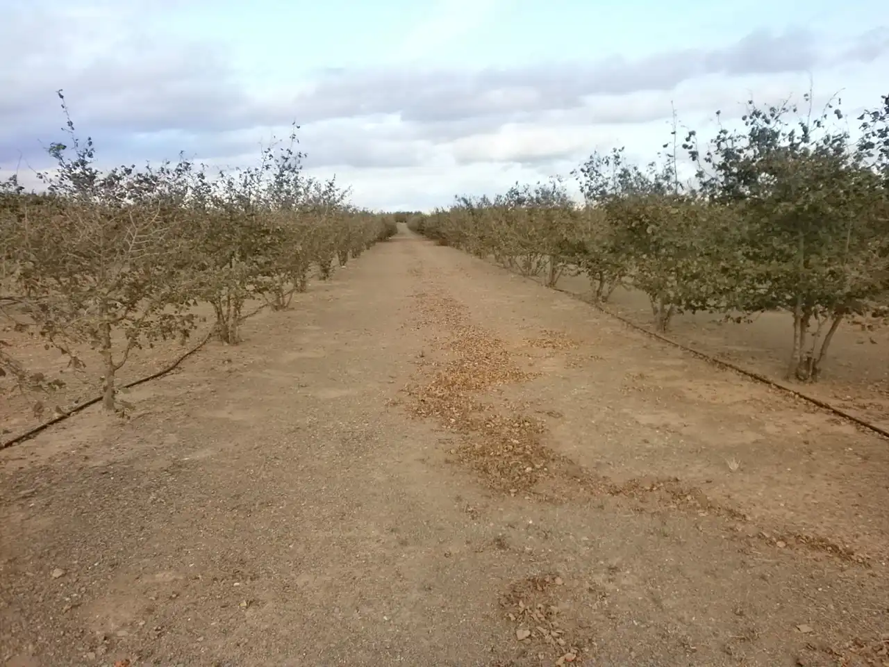 Rural land for sale in Carrer Pont del Cinto, imagen 13