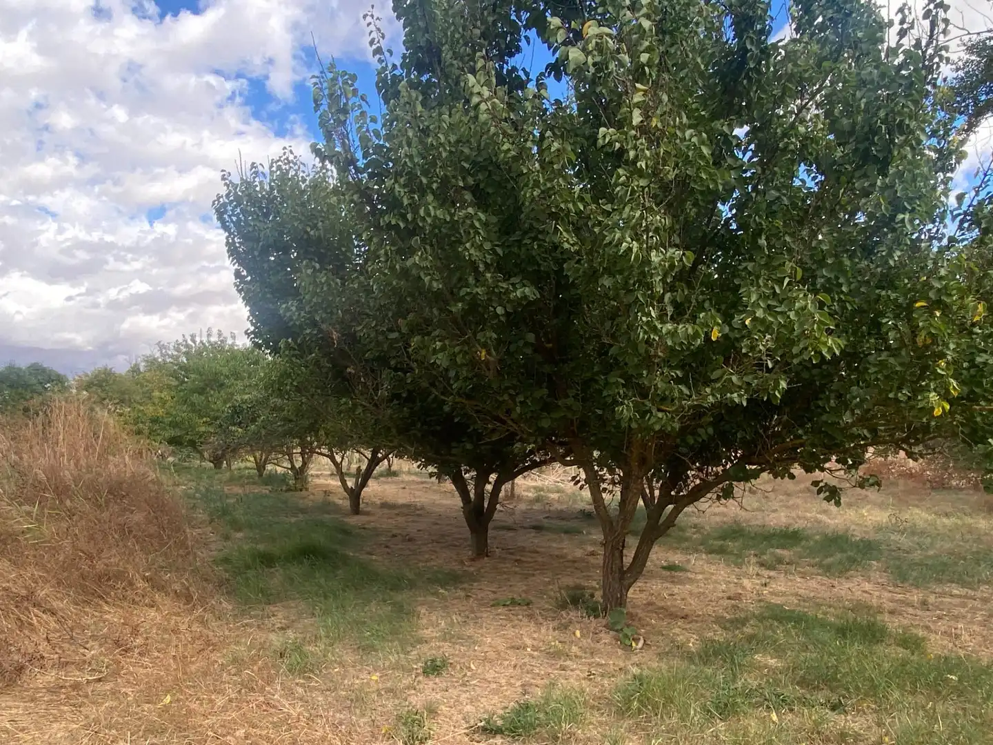 Finca rústica en venda en Valoria la Buena amb Jardí privat i Piscina