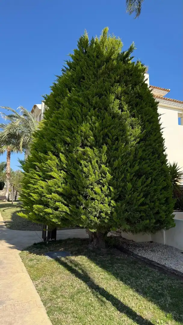 Maisonette mit Terrasse zum Verkauf in Golf Bahía, imagen 45