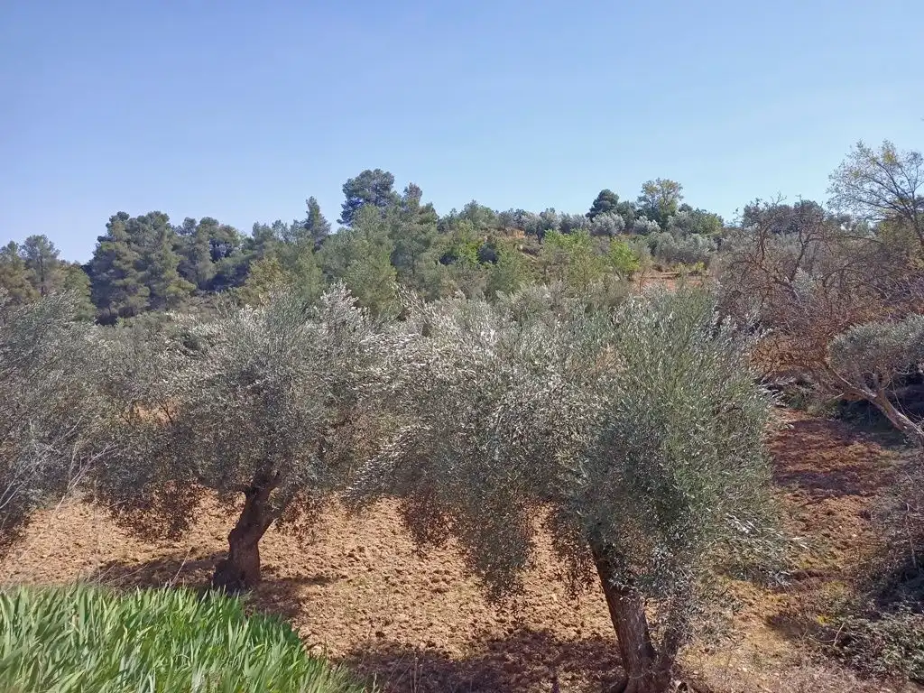Terreni e lotti in vendita a Cretas, imagen 2